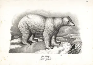 Maritimus: Polar bear, Ursus maritimus. Vulnerable