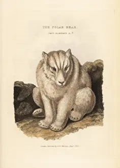 Maritimus: Polar bear, Ursus maritimus. Vulnerable