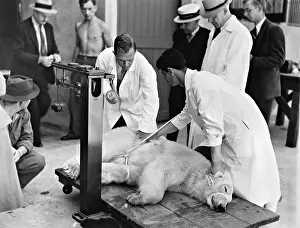 Correct: A polar bear is weighed, 1937