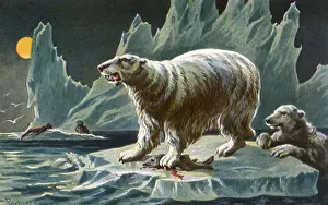 Ursa: Polar Bears