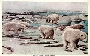 Alaskan: Polar Bears in Alaska, USA