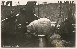 Hammerfest: Polar bears and crew on a boat, Norway