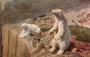 Ursa: Polar Bears at Edge