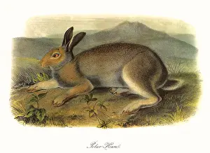 Lepus: Polar Hare in Summer