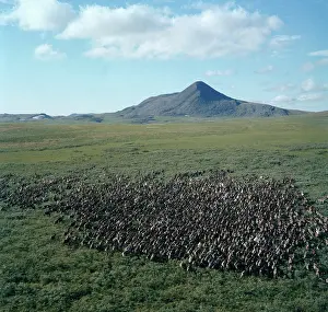 Reindeer: Polar Ural sights, 1979