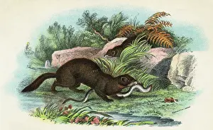 Mustela: POLECAT