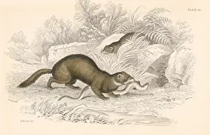Weasel: Polecat (Mustela putorius), member of the Weasel