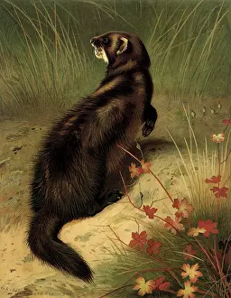 Melon: Polecat, Putorius putorius