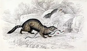 Polecat: POLECAT & SNAKE 1835