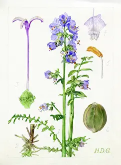 Filament: Polemonium caeruleum - Jacob's ladder