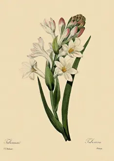 Tuberosa: Polianthes tuberosa