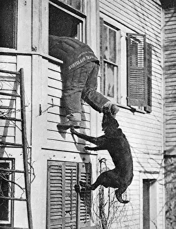 Leaps: Police dog