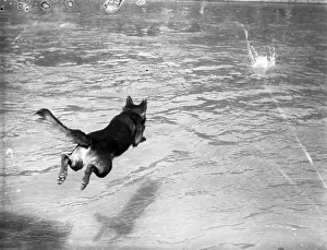 Lifesaving: Police dog jumping into the water