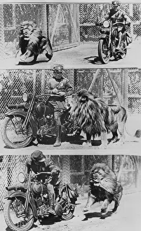 Happily: Policeman and lion, 1926