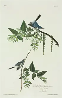 Juglandaceae: Polioptila caerulea, blue-grey gnatcatcher