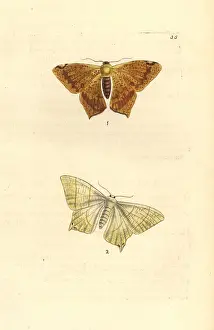 Leach: Polished ourapteryx and swallow-tailed moth