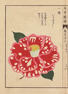 Forma: Polka-dot camellia, Iso arashi, Thea japonica Nois Forma