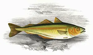 Pollock: Pollachius pollachius, or Green Pollack