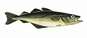 Pollock: Pollachius pollachius, or Pollack