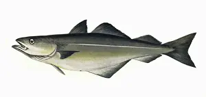 Pollock: Pollachius virens, or Coalfish