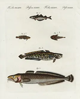 Bertuch: Pollack, ling, burbot and oyster toadfish