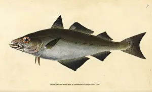 Pollock: Pollack, Pollachius pollachius