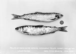Herring: Pollan, Or Fresh Water Herring, Coregonus Pollan