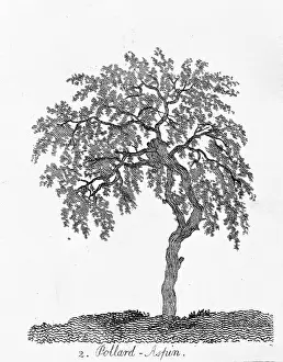 Pollard: Pollard Aspen