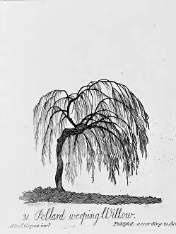 Pollard: Pollard Weeping Willow