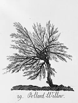 Pollard: Pollard Willow