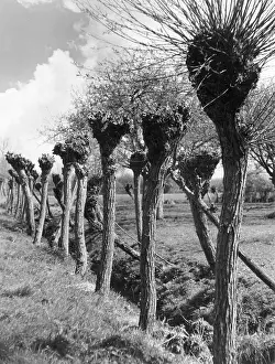 Pollarded: POLLARD WILLOWS