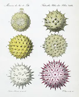 Pollen: Pollen grains from various plants