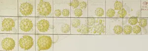 Pollen: Pollen sketch by Francis Bauer