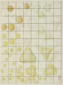 Pollen: Pollen sketch by Francis Bauer