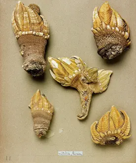 Acorn: Pollicipes mitella