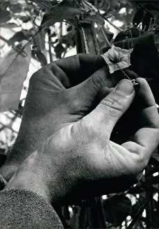 Breeders: Pollination process with potato flower, Edinburgh, Scotland