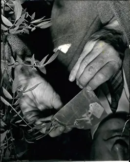 Breeders: Pollination process with potato flower, Edinburgh, Scotland