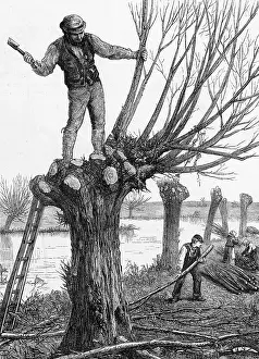 Pruning: POLLING A WILLOW 1873