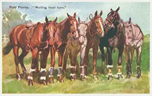 Geographia: Polo Ponies