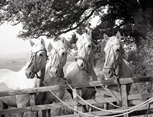 Foals: Polo pony foals