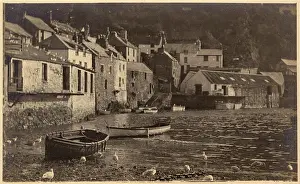 Pilchard: Polperro, Cornwall