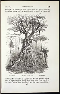 Pteridophyta: Polyalthea - Strange Forest Tree - Tree Fern