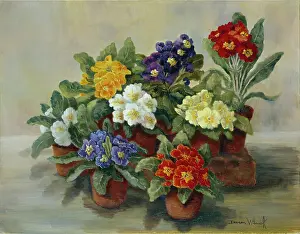 Doreen: Polyanthus ' coloured polyanthus flowers