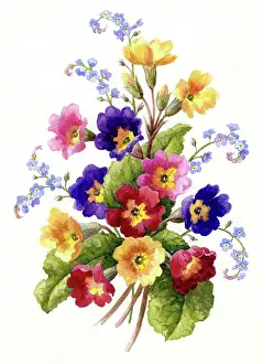 Polyanthus: Polyanthus and forget-me-nots