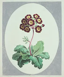 Primrose: Polyanthus sp. primrose