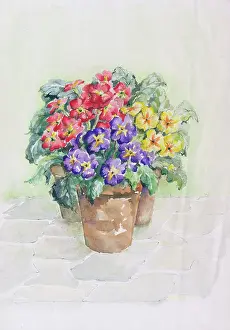 Polyanthus: Polyanthus in terracotta flower pots