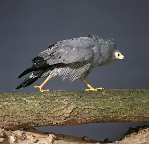 Accipitridae: Polyboroides typus, African harrier-hawk