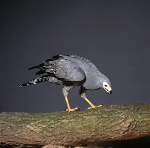 Accipitridae: Polyboroides typus, African harrier-hawk