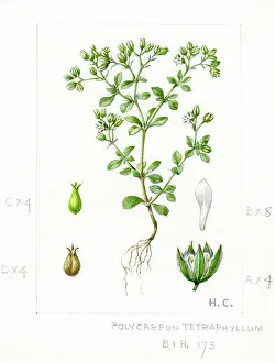 Scilly: Polycarpon tetraphyllum - four-leaved allseed