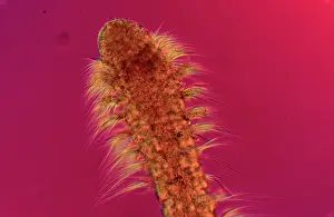 Polychaete: Polychaete worm